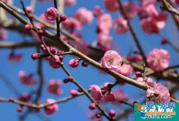北京看臘梅的公園有哪些？