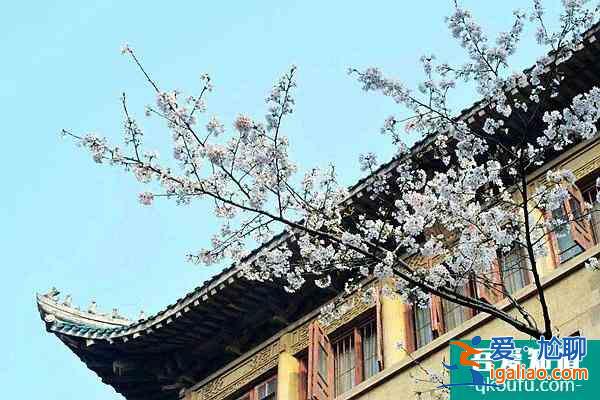 2022武漢大學櫻花節可以隨意免費進入嗎？