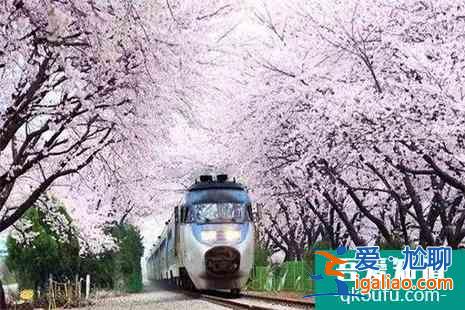 2022北京地鐵S2櫻花專線賞櫻最佳時(shí)間？