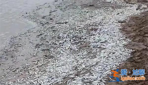 河南一地大量魚擱淺岸邊需加強(qiáng)監(jiān)管力度[河南]？