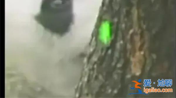 游客用激光筆照射大熊貓，可能影響視網膜健康[激光筆]？