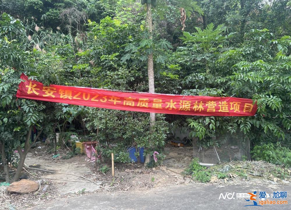 市民投訴廣東東莞一地連日砍樹？當地回應稱正進行樹種更換？