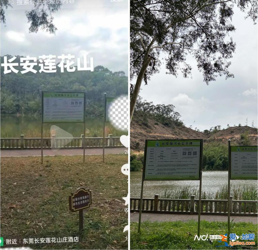 市民投訴廣東東莞一地連日砍樹？當地回應稱正進行樹種更換？