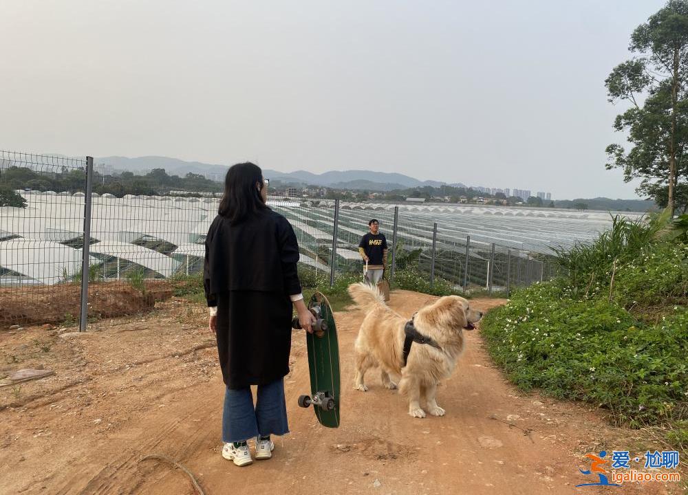 喂養(yǎng)兩條“棄狗” 一對年輕夫妻被指控盜竊罪、判處拘役4個月？