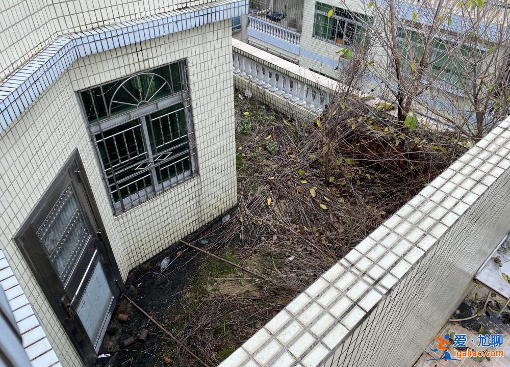 喂養(yǎng)兩條“棄狗” 一對年輕夫妻被指控盜竊罪、判處拘役4個月？