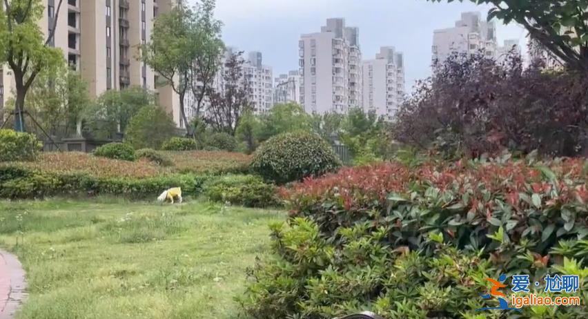 上海一兒童被打成腦震蕩！只因對遛狗人說了這句話……？