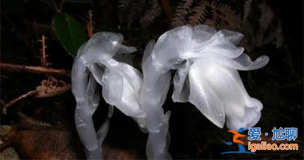 柳州發現神秘瀕危物種冥界之花，不可以隨意移動[瀕危物種]？