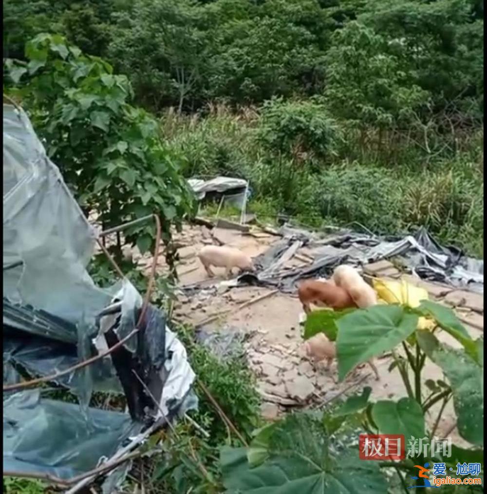 養(yǎng)豬戶豬舍被拆 疑用改裝槍射傷3名執(zhí)法人員后逃走 遭通緝投案自首？