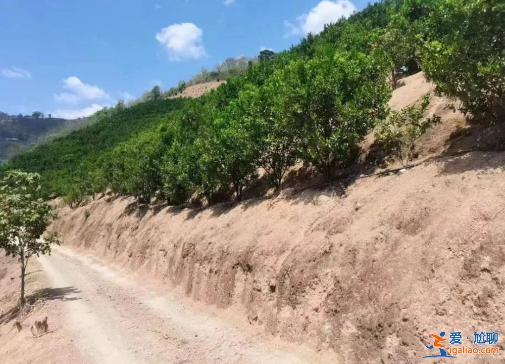 男子強奸大嫂出獄后刺死見義勇為者 一審被判死緩 大嫂被索賠百萬？