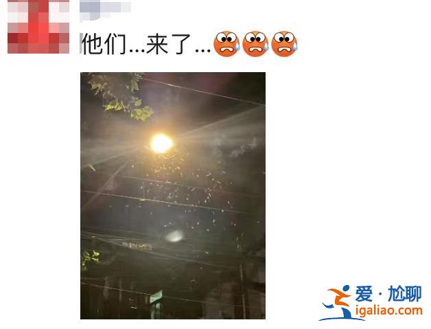 一直從天上掉下來白蟻的翅膀？
