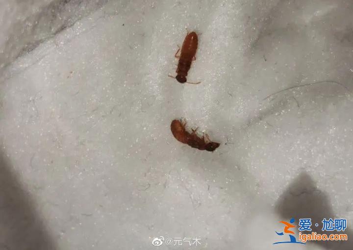 一直從天上掉下來白蟻的翅膀？