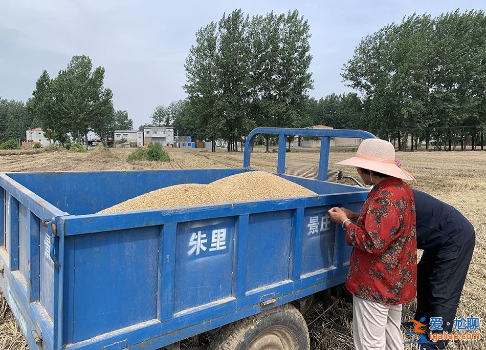 麥田過水后 種糧戶們在搶救生計？