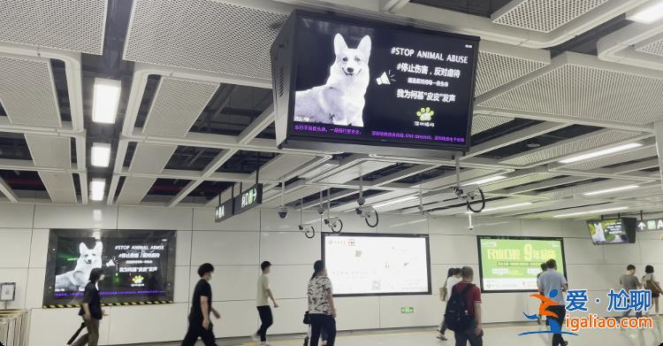深圳地鐵反虐動物廣告遭投訴 “陰暗角落”再引爭議？