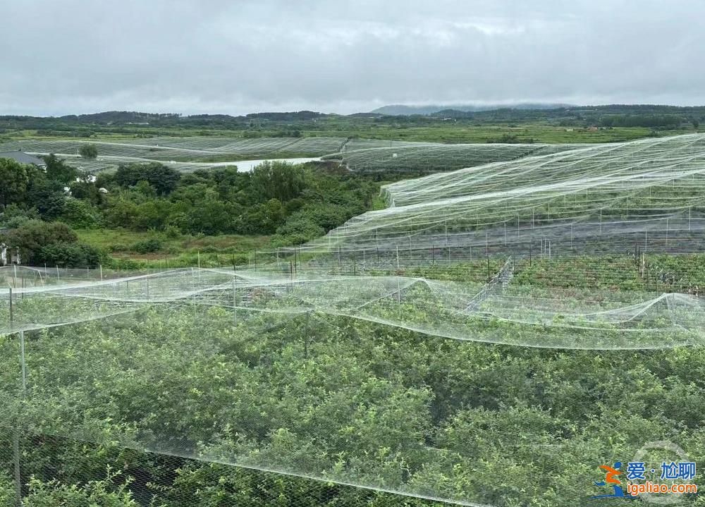 一顆小藍莓帶來十億農旅融合產值？