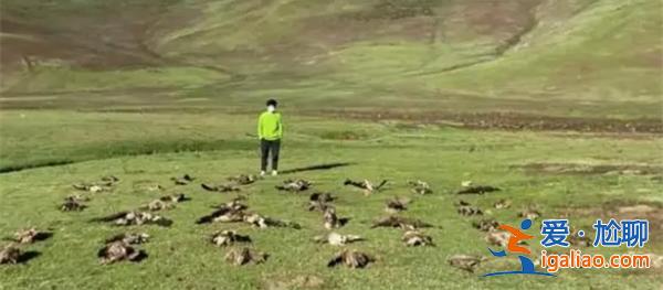 電網漏電致53只猛禽死亡青海林草局|已委托機構解剖[青海林草局]？