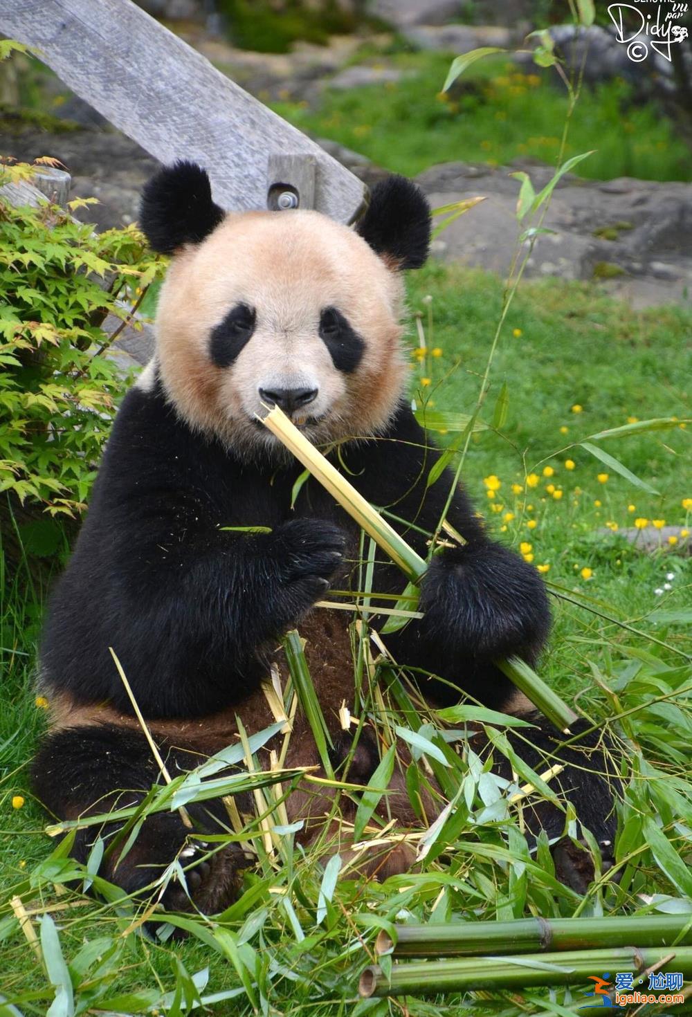 旅法大熊貓幼仔“圓夢”回國時間推遲至7月25日? 旅法大熊貓幼仔“圓夢”回國時間推遲至7月25日?