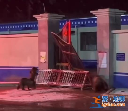 翻圍墻、拆鐵門……西藏一縣城中心頻頻“熊出沒”?當?shù)鼗貞?yīng)? 翻圍墻、拆鐵門……西藏一縣城中心頻頻“熊出沒”?當?shù)鼗貞?yīng)?
