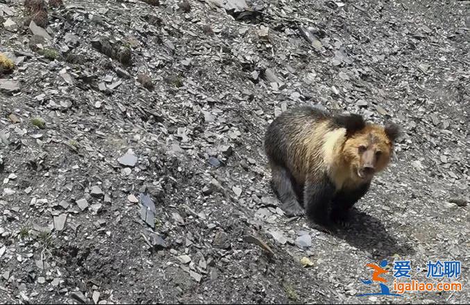 翻圍墻、拆鐵門……西藏一縣城中心頻頻“熊出沒”?當?shù)鼗貞?yīng)? 翻圍墻、拆鐵門……西藏一縣城中心頻頻“熊出沒”?當?shù)鼗貞?yīng)?