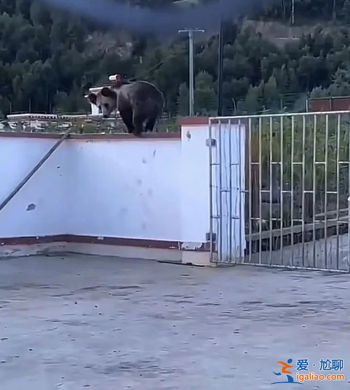 翻圍墻、拆鐵門……西藏一縣城中心頻頻“熊出沒”?當?shù)鼗貞?yīng)? 翻圍墻、拆鐵門……西藏一縣城中心頻頻“熊出沒”?當?shù)鼗貞?yīng)?