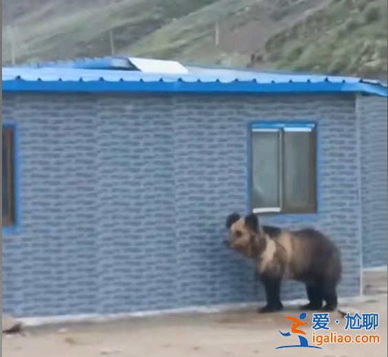 翻圍墻、拆鐵門……西藏一縣城中心頻頻“熊出沒”?當?shù)鼗貞?yīng)? 翻圍墻、拆鐵門……西藏一縣城中心頻頻“熊出沒”?當?shù)鼗貞?yīng)?