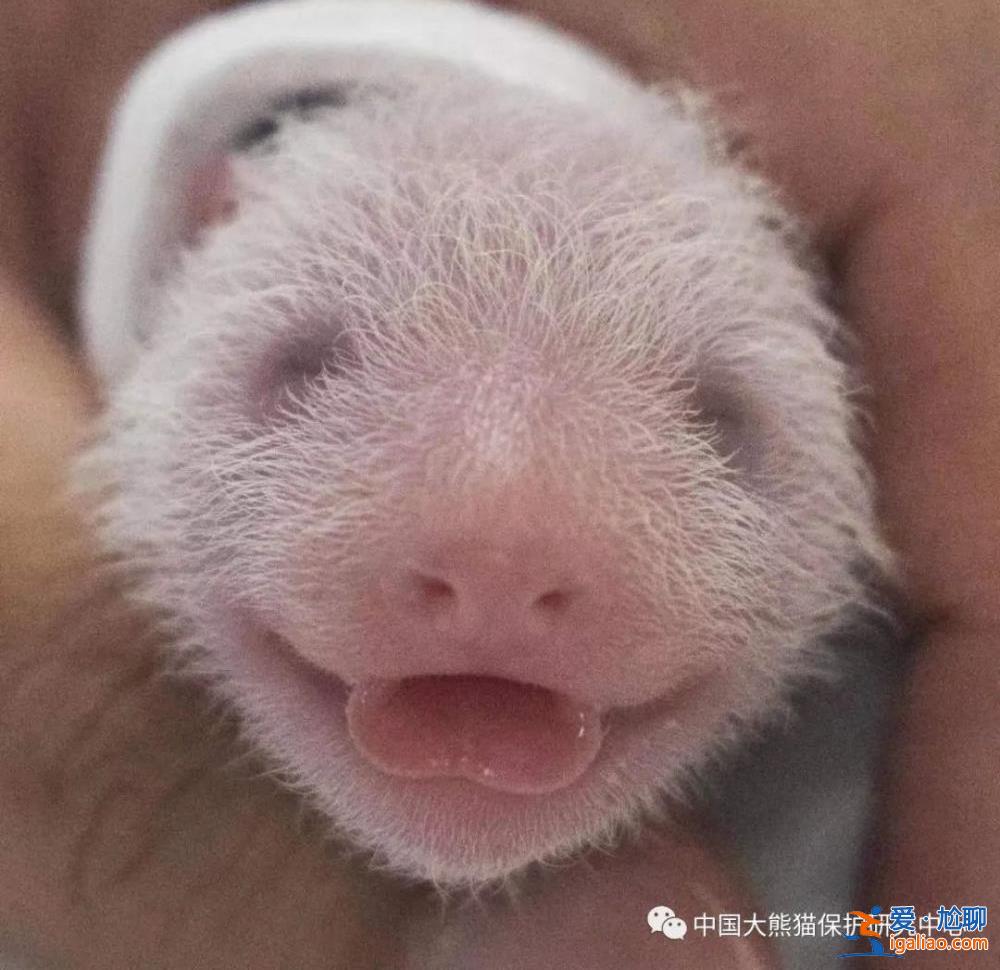 旅韓大熊貓“華妮”誕下一對雌性雙胞胎幼崽？