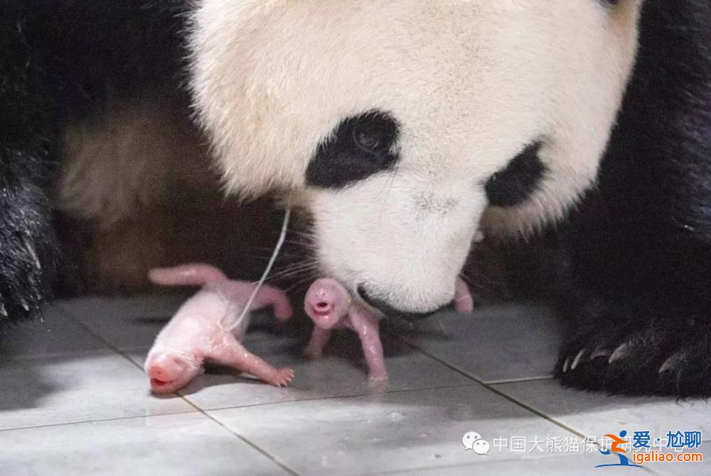 旅韓大熊貓“華妮”誕下一對雌性雙胞胎幼崽？