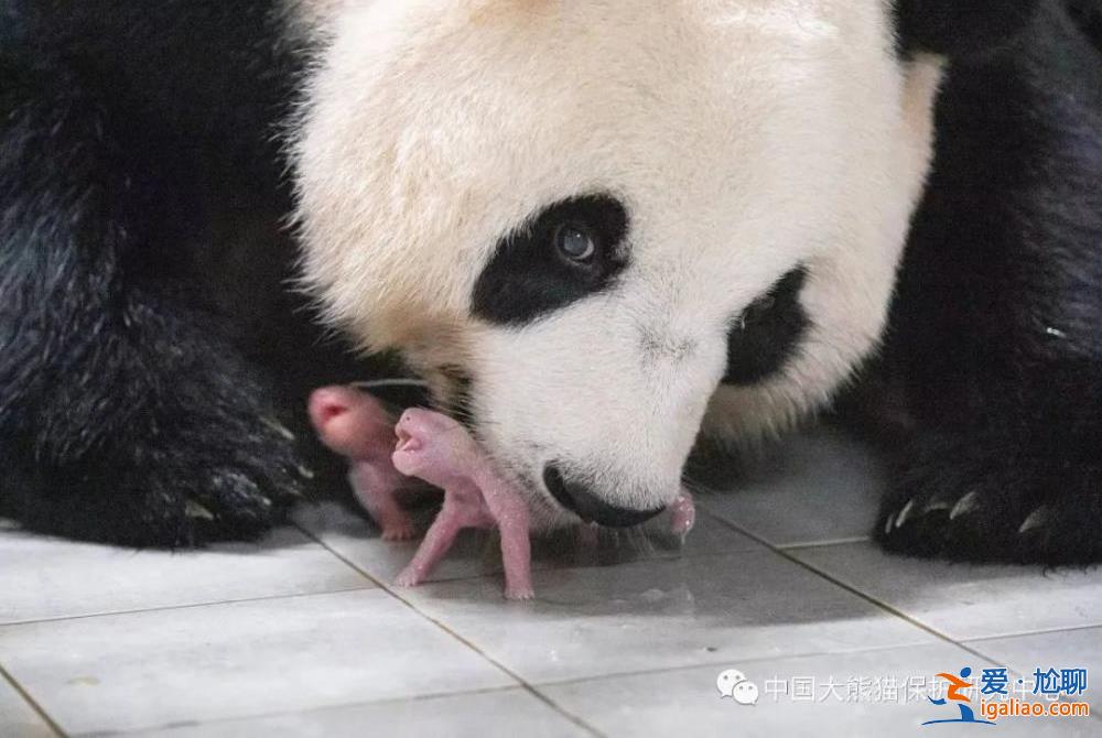 旅韓大熊貓“華妮”誕下一對雌性雙胞胎幼崽？