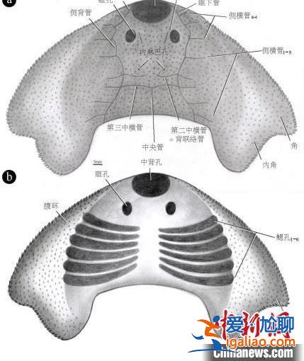 中科院團隊發現約4.38億年前古魚新物種“眼鏡蛇大庸魚”？