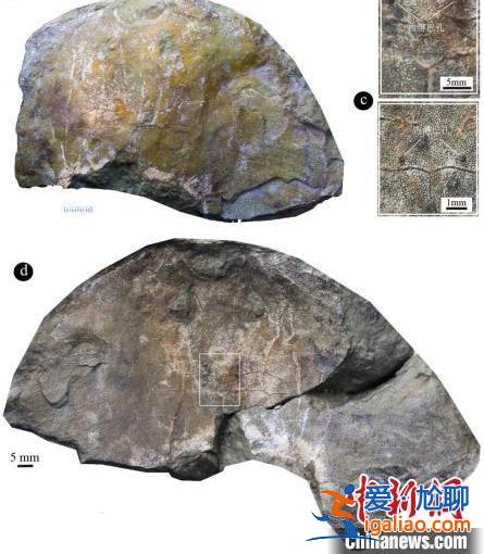中科院團隊發現約4.38億年前古魚新物種“眼鏡蛇大庸魚”？