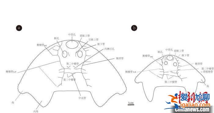 中科院團隊發現約4.38億年前古魚新物種“眼鏡蛇大庸魚”？