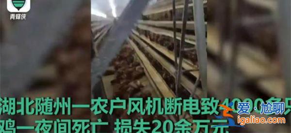 高溫天斷電 雞籠成蒸籠熱死4000只雞 為何頻頻出現(xiàn)高溫？