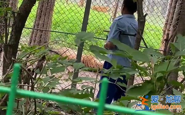 長春一虎園兩東北虎相爭一虎被咬死，為何會相爭[虎園]？