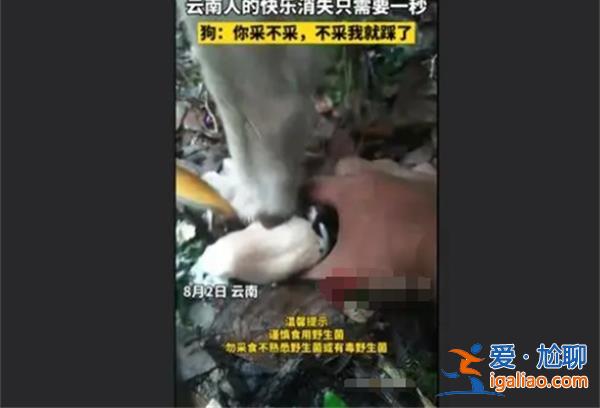 男子采菌子被截胡，狗|你不采我踩了，狗能吃菌子嗎[采菌子]？