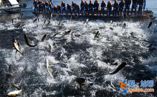 洪水侵襲涿州，一養殖場80萬斤魚死亡，真有80萬斤魚死亡嗎[80萬斤魚死亡]？