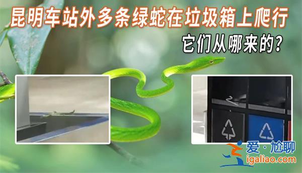 昆明車站外多條綠蛇在垃圾桶上爬行，為什么會在外爬行[爬行原因]？