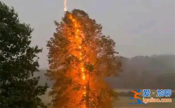 一棵樹連續被劈中13次[13次]？