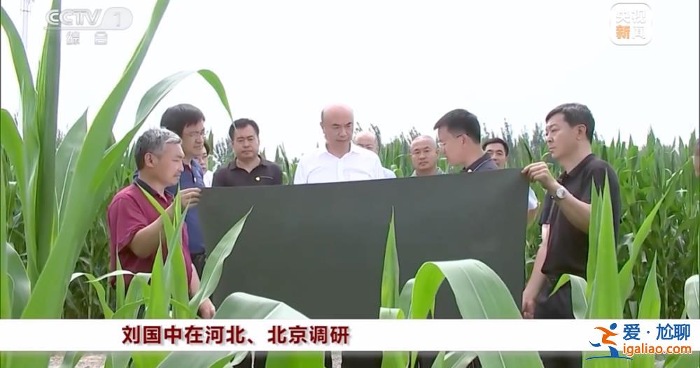 “十分重要和緊迫”！國務院副總理劉國中下地看玉米長勢？