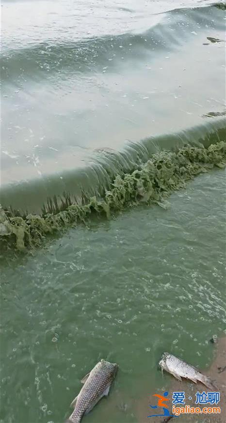 水體出現富營養化 正處置？