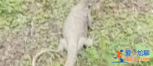 北京大興出現(xiàn)一只一米長巨型蜥蜴，蜥蜴為何會出現(xiàn)[蜥蜴出現(xiàn)原因]？