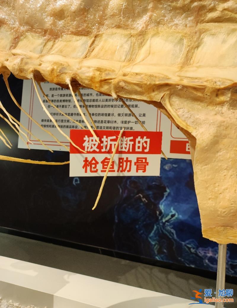 標本被掰斷 博物館決定不修復！改為文明觀展教育展位？