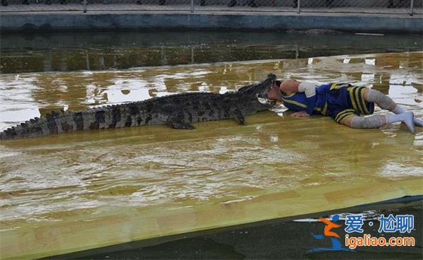 洪水后70多條鱷魚出門，鱷魚出門要看這一點[鱷魚出門看這一點]？