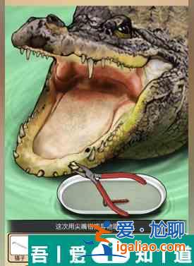 全民劇本大師鱷魚拔牙怎么通關 鱷魚拔牙通關攻略？