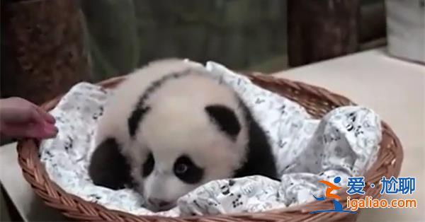 旅俄大熊貓幼崽“奶兇”畫面曝光，以下是租憑原因[奶兇]？