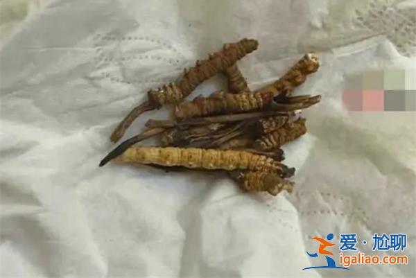 小貓吃20根蟲草[蟲草]？