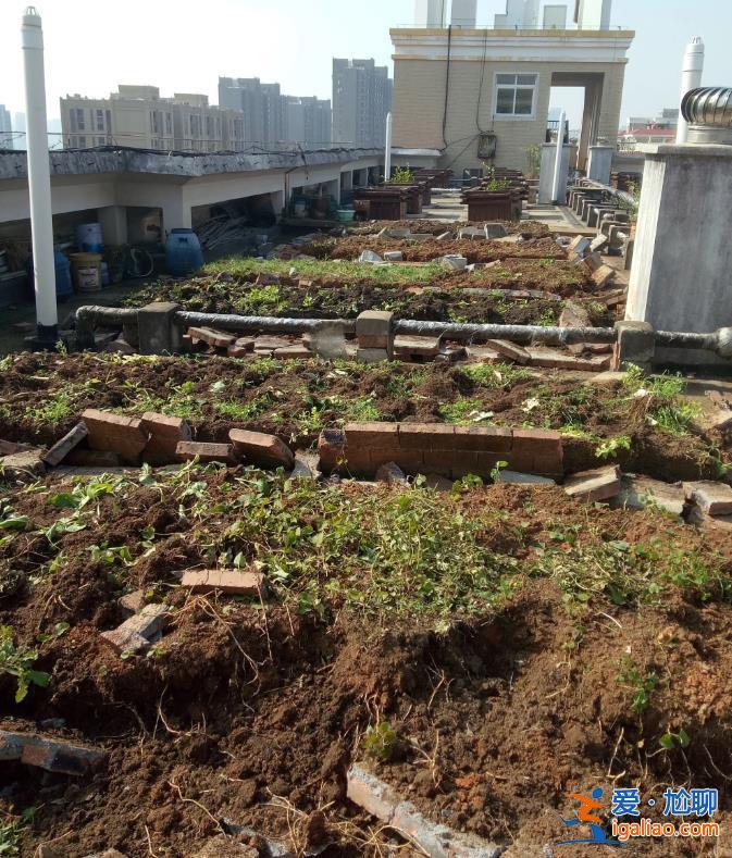 長沙老人把小區樓頂“開墾”成菜園 規模巨大震驚鄰居 目前正清除？