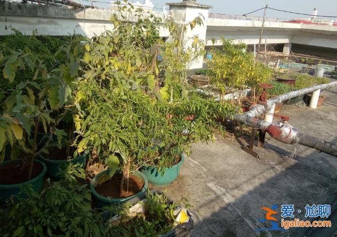 長沙老人把小區樓頂“開墾”成菜園 規模巨大震驚鄰居 目前正清除？