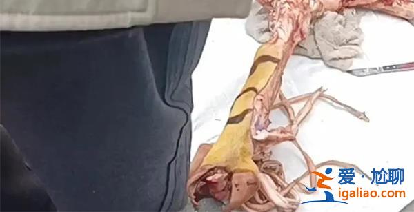 有人在菜市場賣老虎腿骨是真的嗎 警方回應了什么? 有人在菜市場賣老虎腿骨是真的嗎 警方回應了什么?