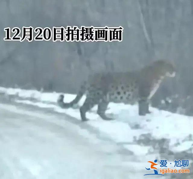 是被東北虎咬死的？