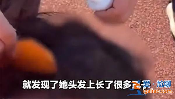 老師用藥水幫女孩洗頭除虱子[洗頭除虱子]？