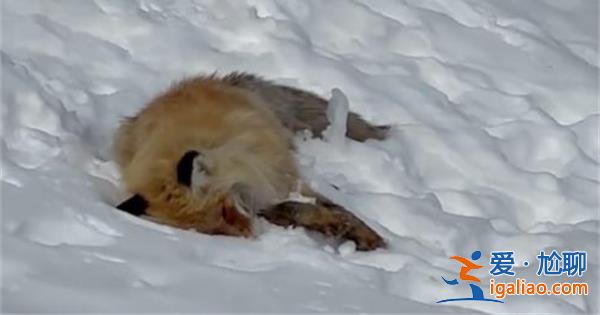 網紅狐貍死在雪地里，網紅狐貍死在雪地里是真的嗎[網紅狐貍死亡真實性]？